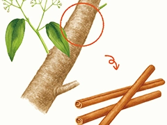 SPICE&HERB GARDEN MUSEUM：シナモン