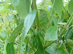 スパイス＆ハーブ事典：シナモン