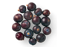 スパイス＆ハーブ事典：ジュニパーベリー