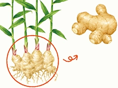 SPICE&HERB GARDEN MUSEUM：ジンジャー