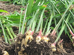 スパイス＆ハーブ事典：ジンジャー