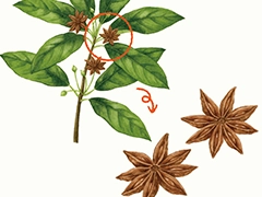 SPICE&HERB GARDEN MUSEUM：スターアニス