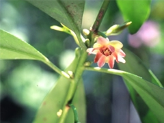 スパイス＆ハーブ事典：スターアニス