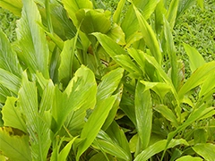 スパイス＆ハーブ事典：ターメリック