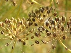 スパイス＆ハーブ事典：ターメリック