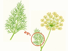 SPICE&HERB GARDEN MUSEUM：ターメリック