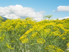 スパイス＆ハーブ事典：ディルウィード