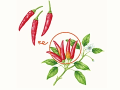 SPICE&HERB GARDEN MUSEUM：チリーペッパー