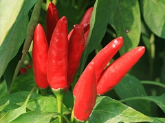 スパイス＆ハーブ事典：チリーペッパー