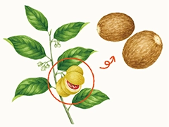 SPICE&HERB GARDEN MUSEUM：ナツメッグ