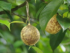 スパイス＆ハーブ事典：ナツメッグ