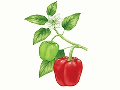 SPICE&HERB GARDEN MUSEUM：パプリカ