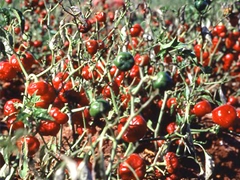 スパイス＆ハーブ事典：パプリカ