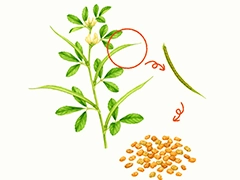 SPICE&HERB GARDEN MUSEUM：フェネグリーク