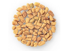 スパイス＆ハーブ事典：フェネグリーク