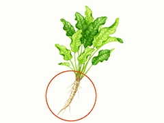 SPICE&HERB GARDEN MUSEUM：ホースラディッシュ