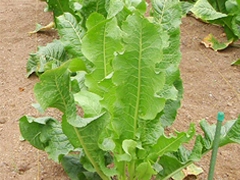 スパイス＆ハーブ事典：ホースラディッシュ