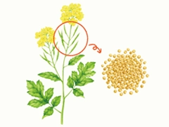 SPICE&HERB GARDEN MUSEUM：マスタード