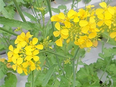 スパイス＆ハーブ事典：マスタードシード