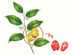 SPICE&HERB GARDEN MUSEUM：メース