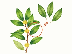 SPICE&HERB GARDEN MUSEUM：ローレル