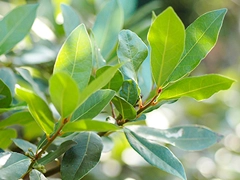 スパイス＆ハーブ事典：ローレル