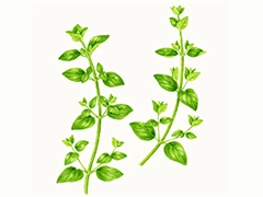 SPICE&HERB GARDEN MUSEUM：オレガノ