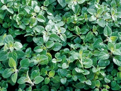 スパイス＆ハーブ事典：オレガノ