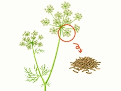 SPICE&HERB GARDEN MUSEUM：キャラウェイ