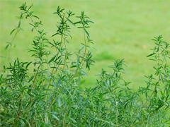 スパイス＆ハーブ事典：サボリー