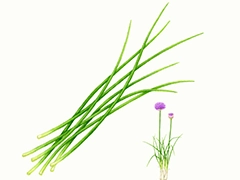 SPICE&HERB GARDEN MUSEUM：チャイブ