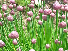 スパイス＆ハーブ事典：チャイブ