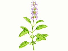 SPICE&HERB GARDEN MUSEUM：セージ