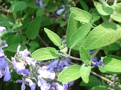 スパイス＆ハーブ事典：セージ