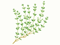 SPICE&HERB GARDEN MUSEUM：タイム