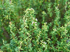 スパイス＆ハーブ事典：タイム