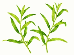 SPICE&HERB GARDEN MUSEUM：タラゴン