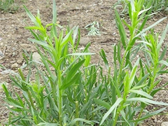 スパイス＆ハーブ事典：タラゴン