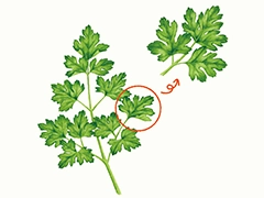 SPICE&HERB GARDEN MUSEUM：パセリ