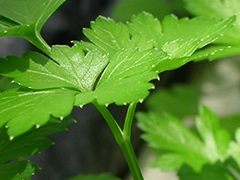 スパイス＆ハーブ事典：パセリ