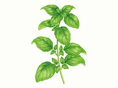 SPICE&HERB GARDEN MUSEUM：バジル