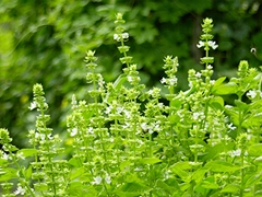 スパイス＆ハーブ事典：バジル