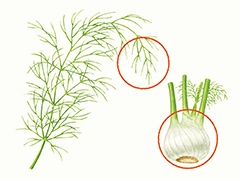 SPICE&HERB GARDEN MUSEUM：フェンネル