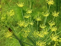 スパイス＆ハーブ事典：フェンネル