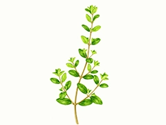 SPICE&HERB GARDEN MUSEUM：マジョラム