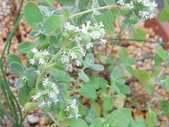 スパイス＆ハーブ事典：マジョラム