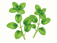 SPICE&HERB GARDEN MUSEUM：スペアミント