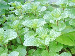 スパイス＆ハーブ事典：スペアミント