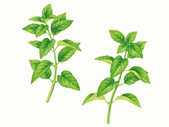 SPICE&HERB GARDEN MUSEUM：ペパーミント