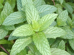 スパイス＆ハーブ事典：ペパーミント